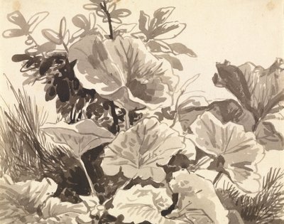 Study of Coltsfoot Leaves by Franz Innocenz Kobell